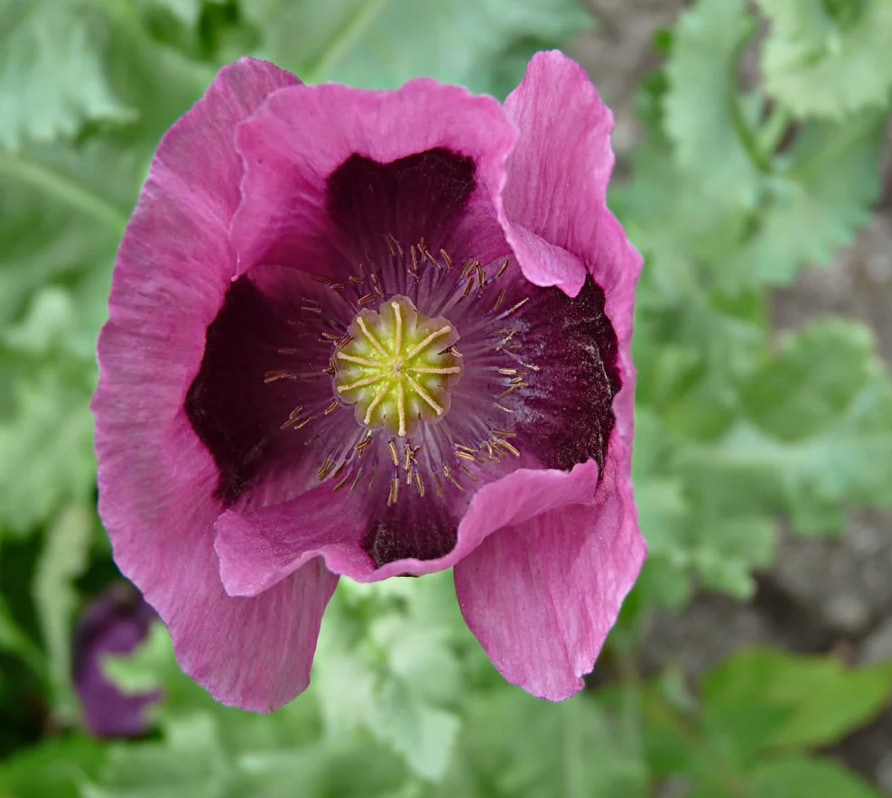 Poppy somniferum