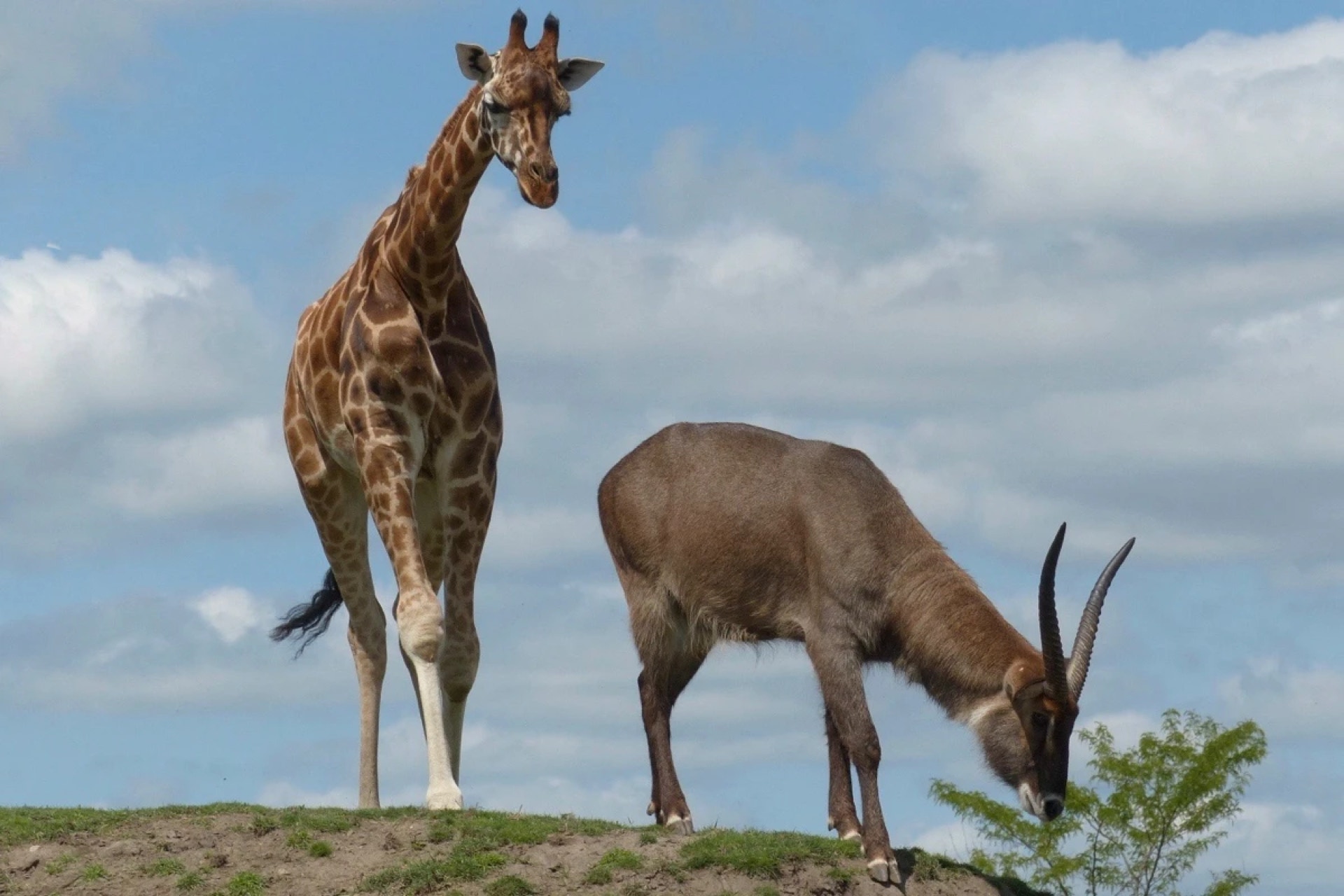 Giraffe and defassa waterbuck