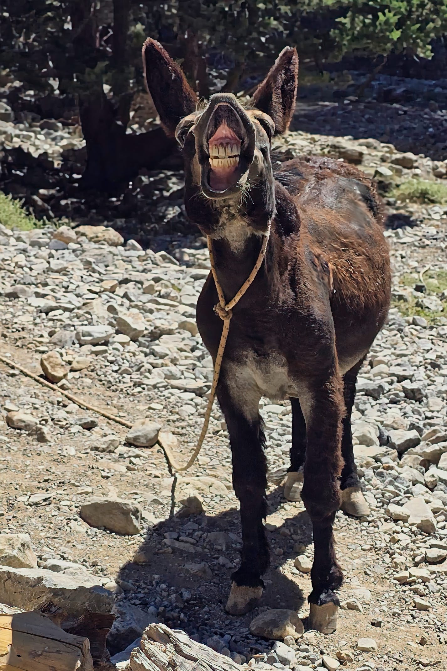 “Laughing” donkey on Crete