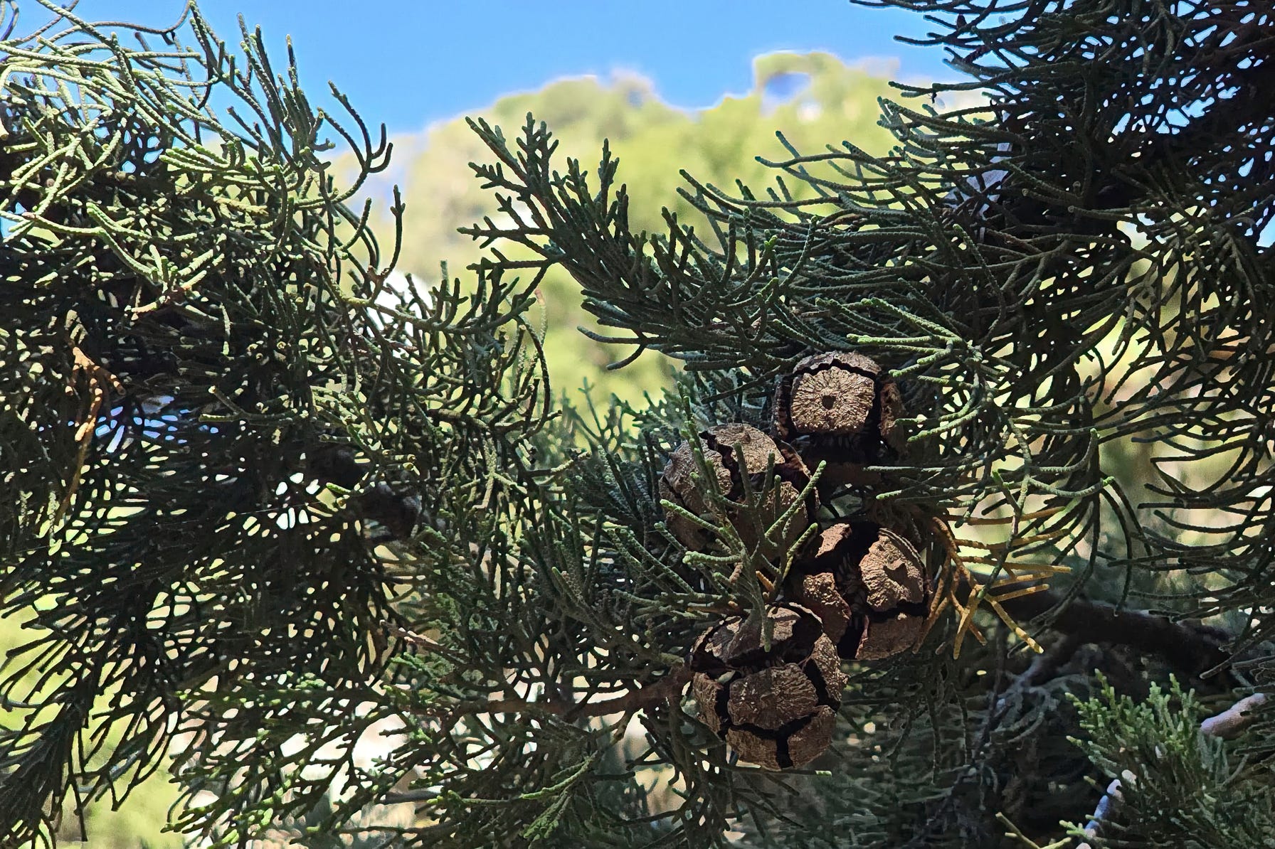 Nature on Crete
