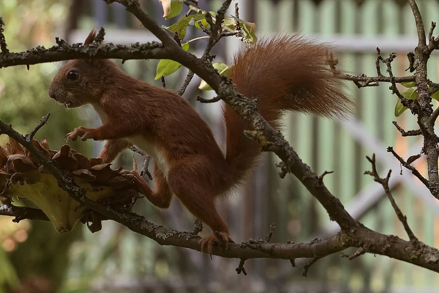 Squirrel - Bug Landscape Park -  Nabużański Park Krajobrazowy, Poland