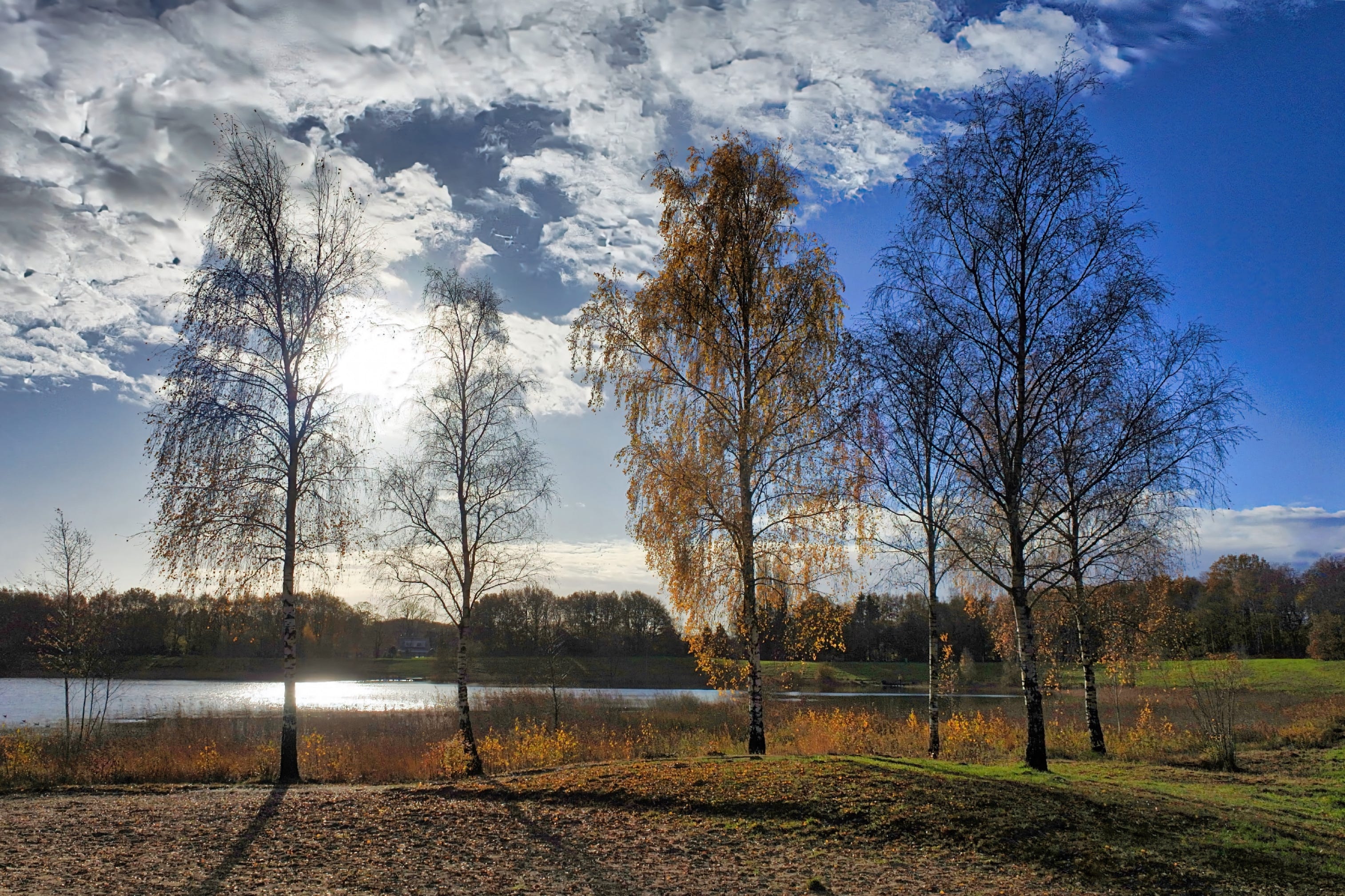 Trees on the banks of the Baggelhuizerplas, Assen, Netherlands 