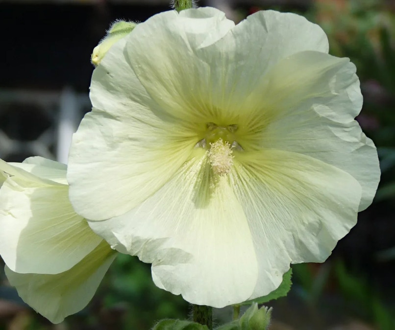Alcea rosea L