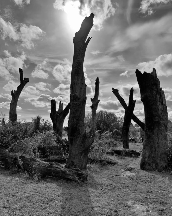 Monument of 2000 year old trees at the Molenplas in Ohé en Laak, Limburg, Netherlands