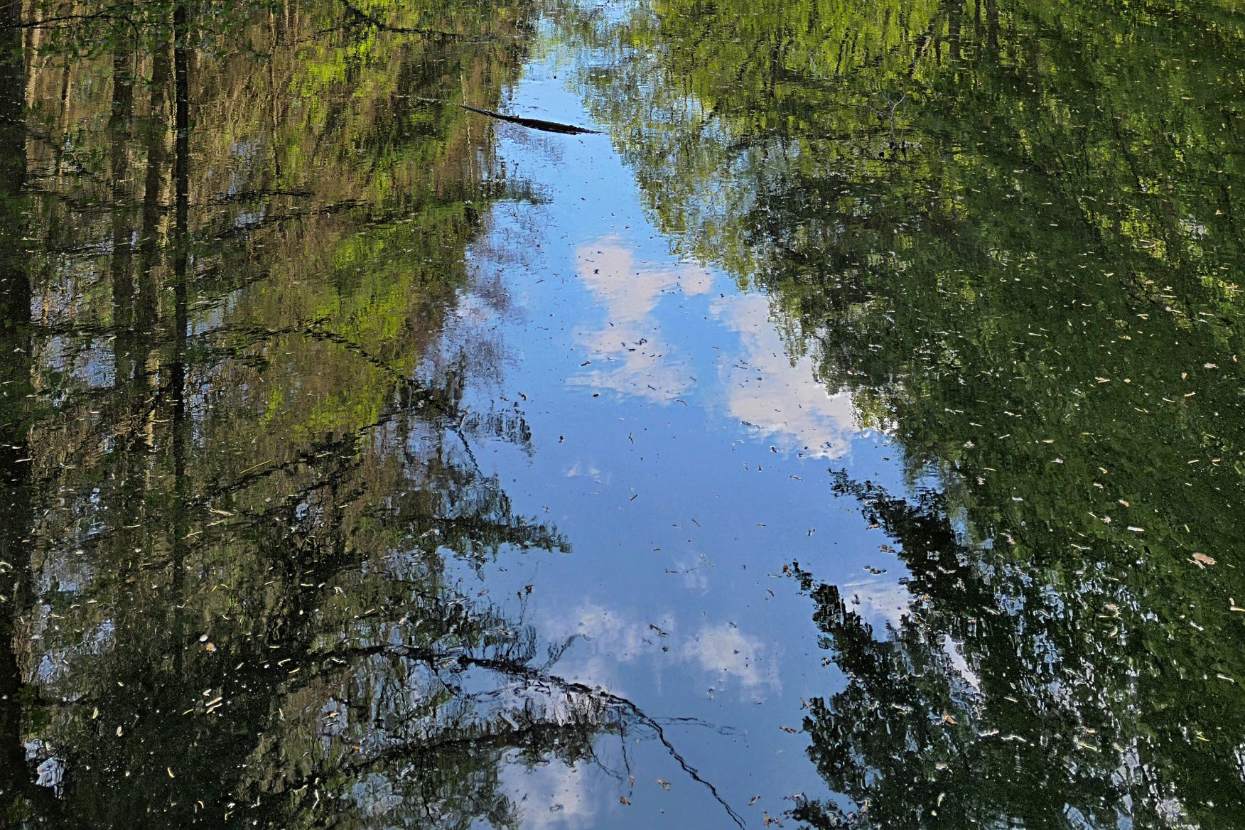 Ancient trees, approximately 2000 years old in Ohé en Laak, Limburg, Netherlands